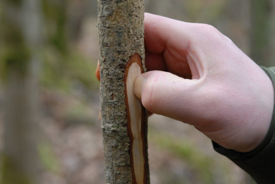 Bow Drill, dead standing wood of the correct hardness