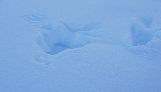 Capercaillie take-off tracks and sign in snow