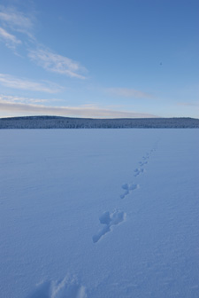 Hare tracks in snow across frozen lake.