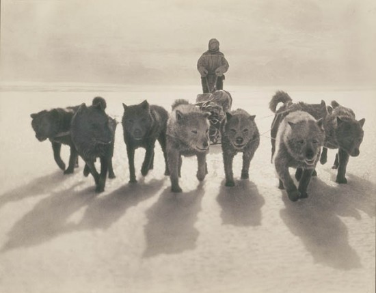 Dogs Pulling Sledge during first Australasian Antarctic Expedition, circa 1912.