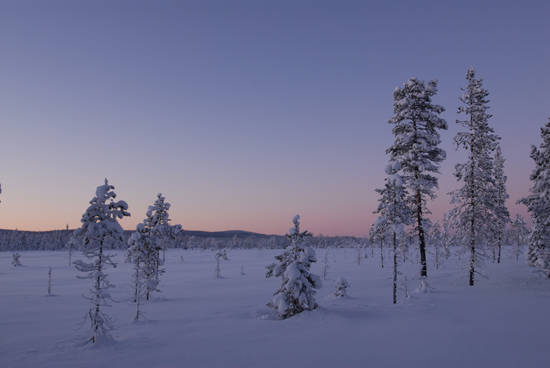 Beautiful Light on the Northern Forest