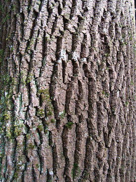 Ash, Fraxinus excelsior, bark