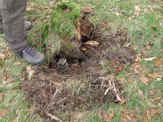 Badger feeding stump