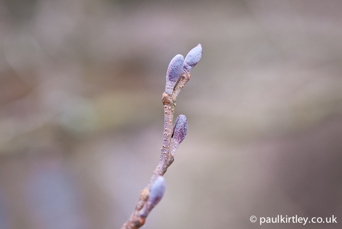 Mauve truncheon buds of Common Alder