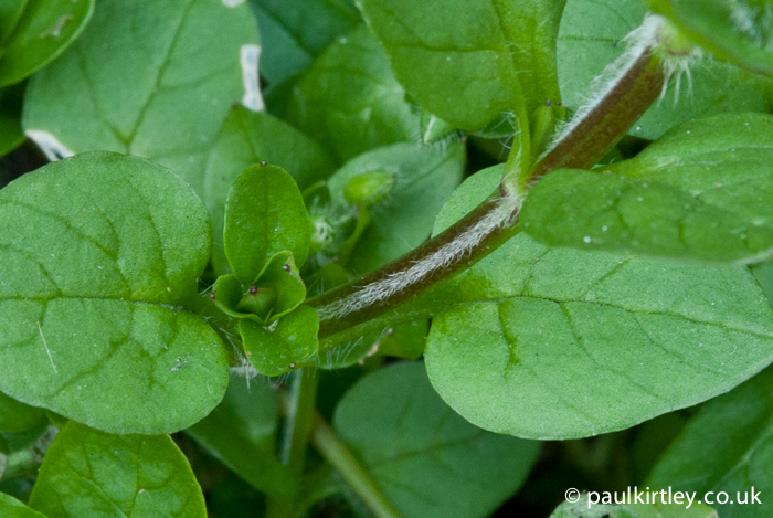 Common Chickweed, Stellaria media has a single line of hairs between the leaf nodes and a round stem