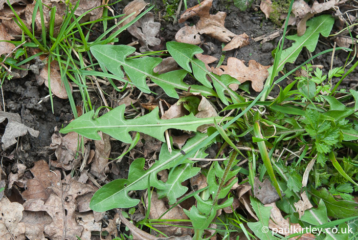 Dandelion, Taraxacum agg, leaves, rosette