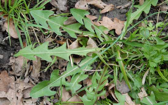 Dandelion, Taraxacum agg, leaves, rosette 