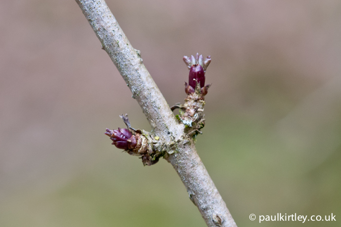 Buds On Plants: Identifying Flower Buds And Leaf Buds