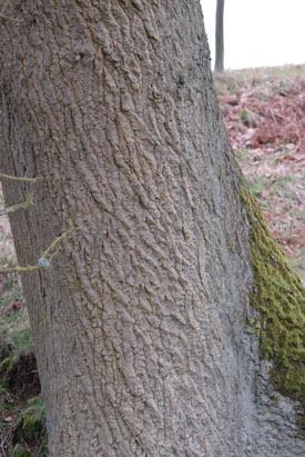 English Oak, Quercus robur, bark.