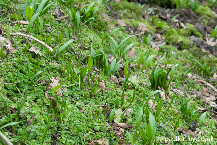 Foraging for Spring greens - Ramsons and Opposite-Leaved Golden Saxifrage.