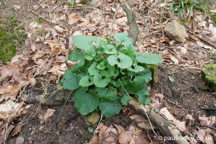 Jack-by-the-Hedge, a.k.a. Garlic Mustard, young plant developing in Spring. 