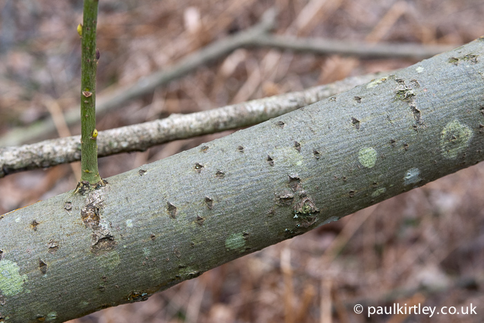 Uk Tree Bark Identification Chart