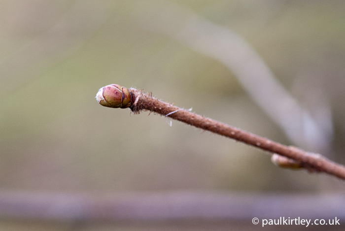 branch with opposite budding