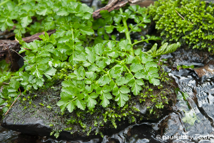 Hemlock Water Dropwort, Oenanthe crocata, new leaves