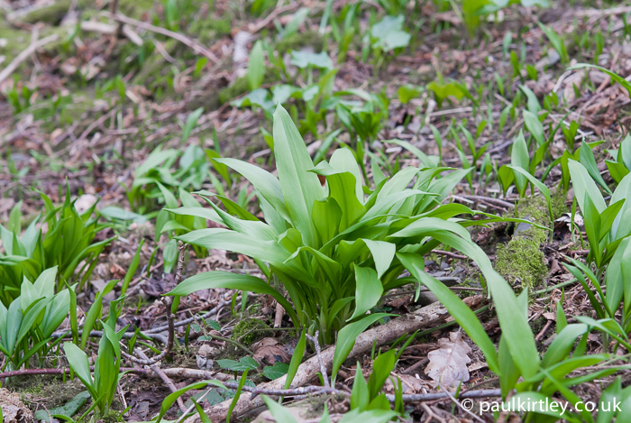 Wild Garlic, Ramsons, Allium ursinum young plant amongst leaf litter on forest floor