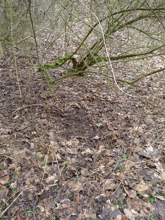 Roe deer bed