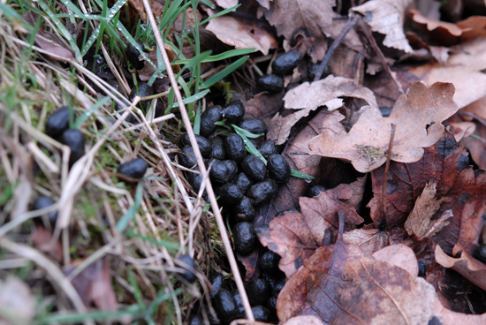 Roe deer fresh droppings