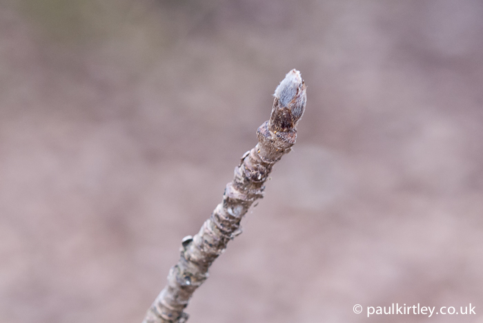 Hairy grey bud of Mountain ash, also known as Mountain Ash, Sorbus Aucuparia