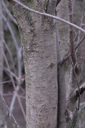 Rowan (Mountain Ash), Sorbus aucuparia, bark