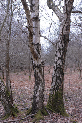 Silver birch, Betula pendula, bark