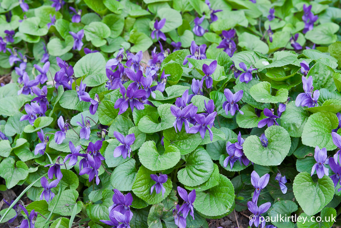 Sweet Violet, Viola odorata, leaves