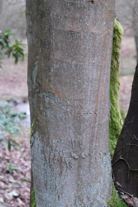 Sycamore, Acer pseudoplatanus, bark