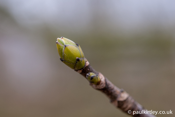 Trees in Winter: Identification by Overall Shape