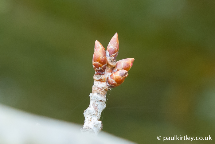 Parts of a Twig: Winter