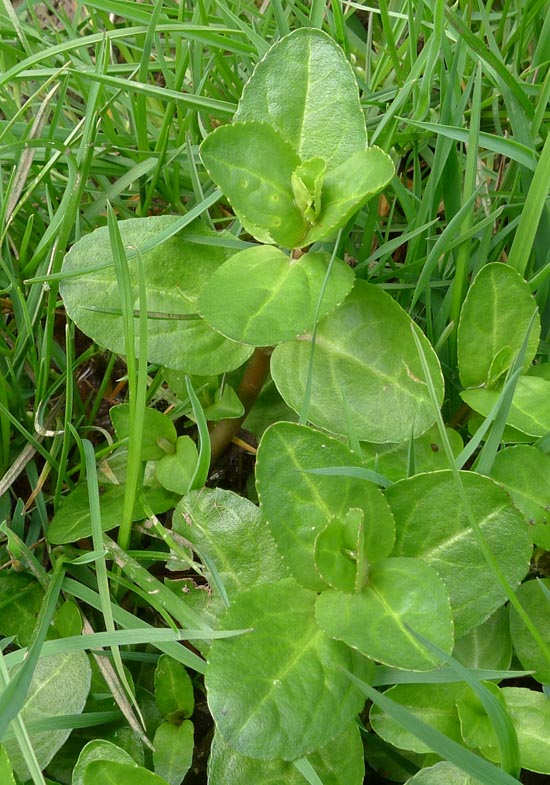 Brooklime, Veronica beccabunga leaf detail