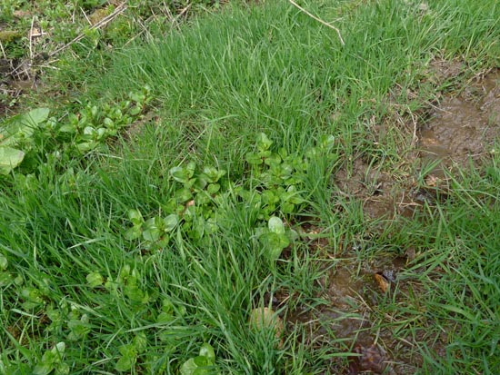 Typical habitat of Brooklime, Veronica beccabunga.