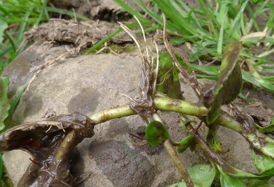 Brooklime, Veronica beccabunga rooting nodes