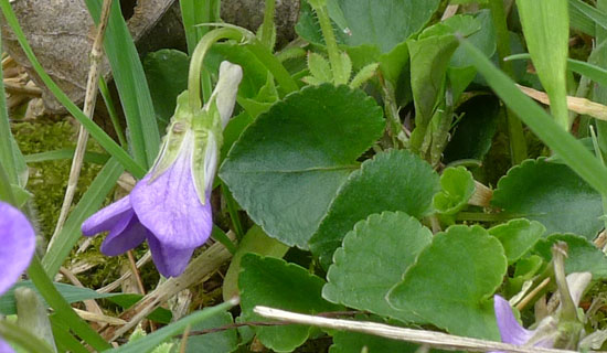 Common Dog-violet, Viola riviniana, flower and leaf detail