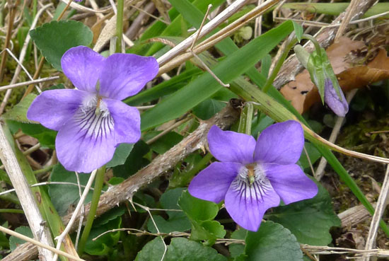 Common Dog-violet, Viola riviniana, flowers 