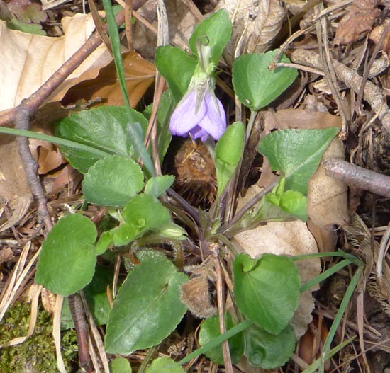 Common Dog-violet, Viola riviniana,  leaf rosette 