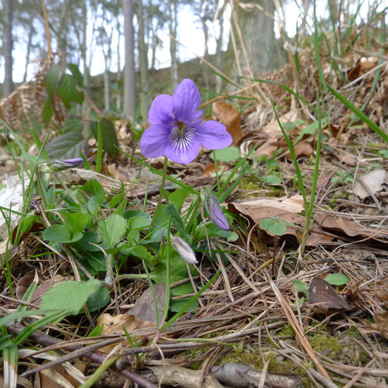 Common Dog-violet, Viola riviniana, lone flower