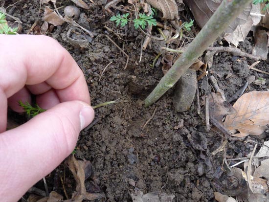 Digging for a Pignut, Conopodium majus