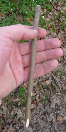 Digging stick for a pignut, Conopodium majus