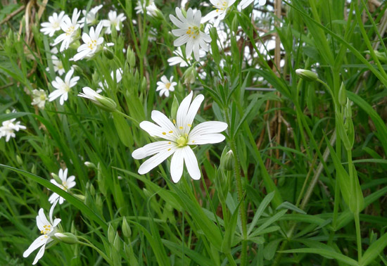 Greater Stitchwort, Stellaria holostea, flower
