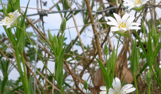 Greater Stitchwort, Stellaria holostea, lanceolate leaves,  flower buds