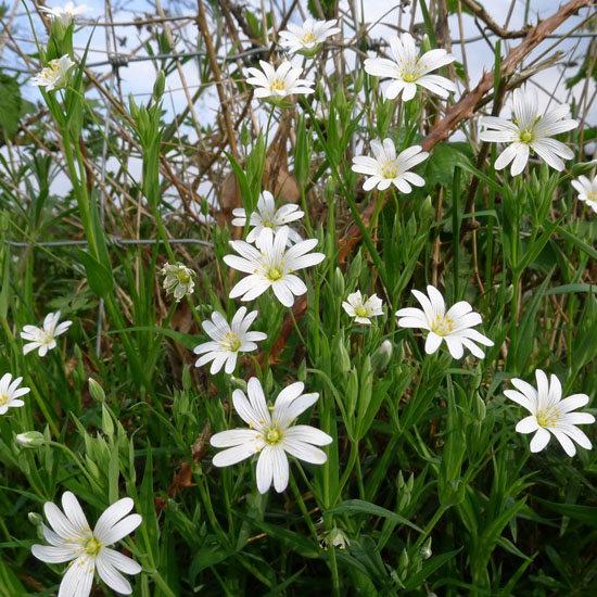 Greater Stitchwort, Stellaria holostea, wayside 