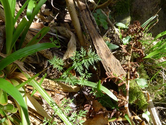 Pignut, Conopodium majus, growing in dappled sunlight