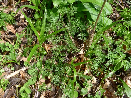 Pignut, Conopodium majus, growing prolifically next to a woodland trail.