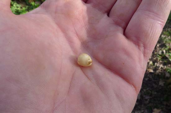 Pignut, Conopodium majus, ready to eat.