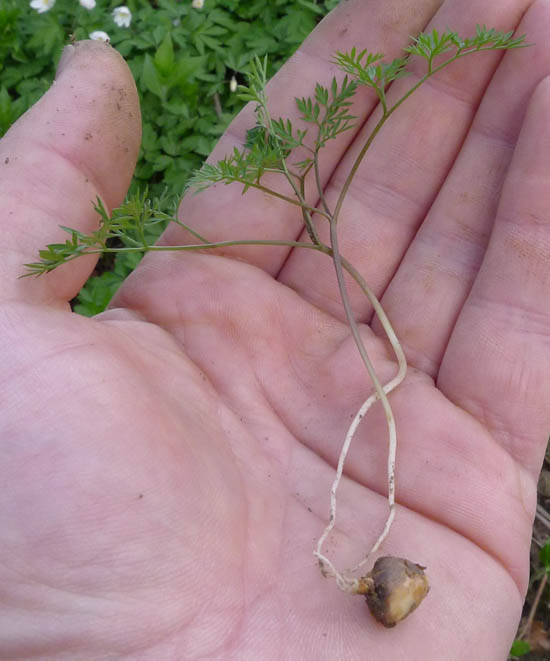 Pignut, Conopodium majus, tuber with leafy shoot intact