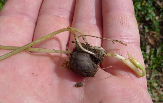 Pignut, Conopodium majus, tuber with shoot. Straight from the ground.