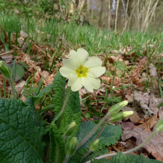 Primrose, Primula vulgaris flower and stalk detail 