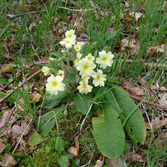 Primrose, Primula vulgaris flowers and leaves