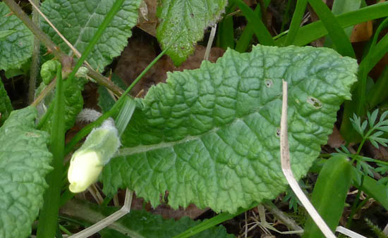 Primrose, Primula vulgaris leaf detail