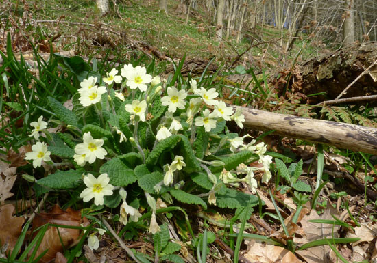 Primrose, Primula vulgaris rosette 