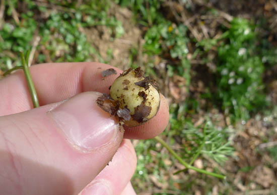 Squeeze or scrape off the skin of the pignut, Conopodium majus. 